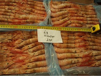 Atlantic Seafood shrimps