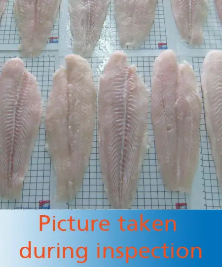 Inspection of fish fillets