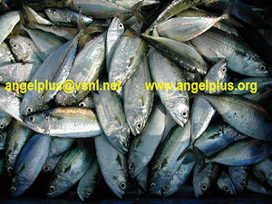 Angelplus Foods India - Indian Mackerel