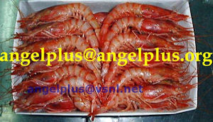Angelplus Foods India - Red Shrimps