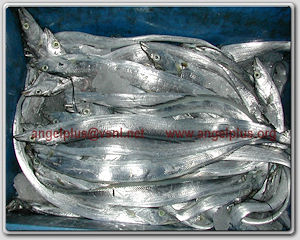 Angelplus Foods India - Ribbonfish, Hairtail