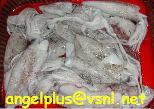 Angelplus Foods India - Whole Squid