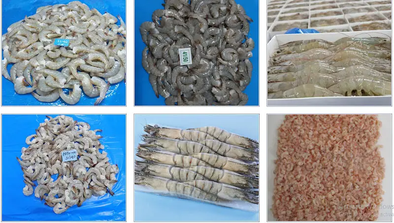 Astro Seafood Exim India - Supplying farm-cultivated Litopenaeus Vannamei shrimp Head-less shell on and Head – on shell on etc. Also wild caught shrimps of Poovalan shrimp, karikkadi shrimp, Brown Shrimp, Frozen Lobsters, Black Tiger, Scampi, all varieties of Shrimps, Pangasius (Basa) Fillet, Cuttlefish, Squid, Octopus, Ribbonfish, Croakers, Sword fish, Sailfish, Mahi mahi, Groupers, Emperor Fish, Snappers, Catfish, Tuna, Mackerels, Sardines, Fresh Water Fishes and many other varieties of Seafood.