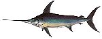 Swordfish