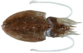 cuttlefish