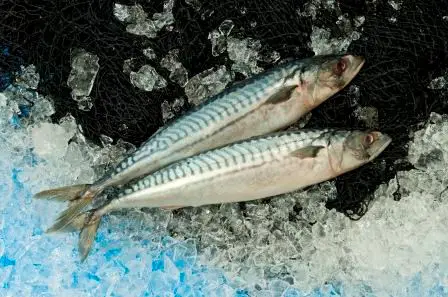 DanMarin Fish Suppliers Denmark. Mackerel, Horse Mackerel, Blue Whiting, Herring, Tilapia, Pangasius, Croaker, Barracuda, Sardines, Sprats, Stockfish, Dried Cod Fish, Saith, Tusk Fish, Wet & dry salted fish, Fish Meal and fish feed for tilapia, catfish and shrimp.