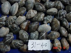 suppliers of baby clams