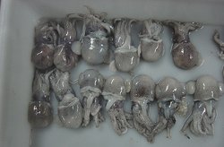 suppliers of baby cuttlefish, cuttle fish