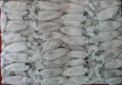 suppliers of baby squid