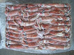 suppliers of sea frozen squid