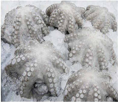 Frozen Giant Octopus