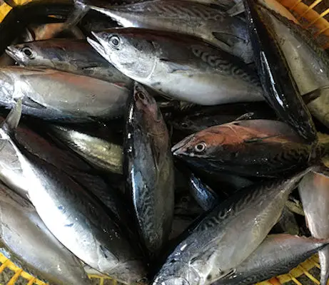 Jimland Fishery China - Bonito fish, bonito tuna, Sarda orientalis, sarda species bonito