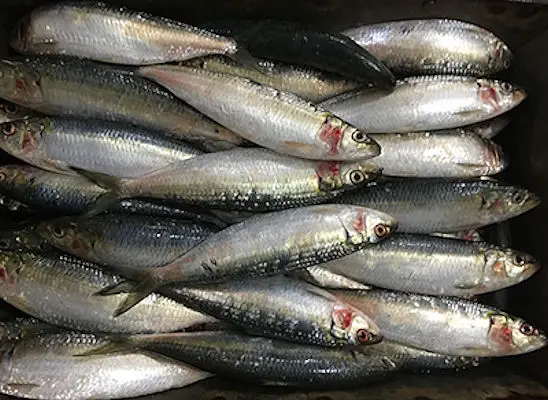 Jimland Fishery China - sardines, sardine fish, Sardinops sagax, pilchards
