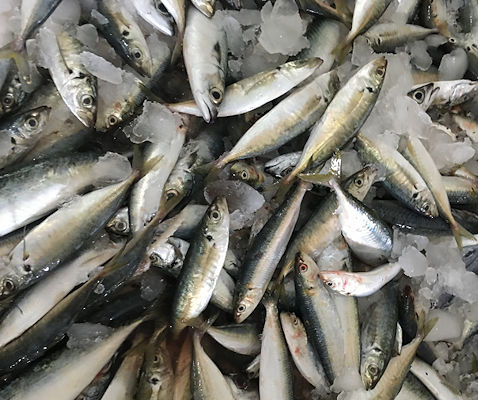 Jimland Fishery China - Scad fish, yellowtail scad, Atule mate