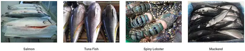 Knold's Seafood Sweden - Salmon, Tuna Fish, Spiny Lobster, Mackerel