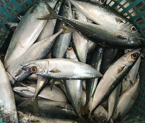 Jimland Fishery China - mackerel fish