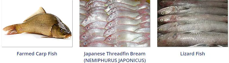 Mah Protein Iran Export Seafood Products - Farmed carp fish, japanese threadfin bream, nemiphurus japonicus, lizard fish