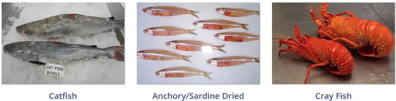 Mah Protein Iran Export Seafood Products - Catfish, dried anchovy sardine, cray fish