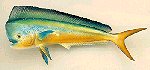 Mahi Mahi