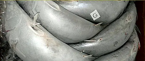 Morgana Fish Morocco - Atlantic Bonito (Sarda sarda) frozen bonito