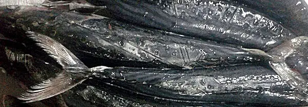 Morgana Fish Morocco - Atlantic Bonito (Sarda sarda), whole round frozen bonito tuna