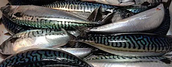 Morgana Fish Morocco - Atlantic Mackerel (Scomber scombrus)