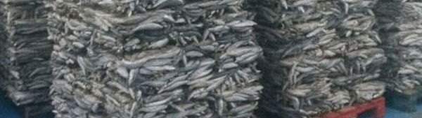 Morgana Fish Morocco - Bait Sardines, European pilchard, sardine commune, sardine europea