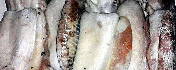 Morgana Fish Morocco - Cuttlefish (Sepia officinalis), frozen cuttle fish