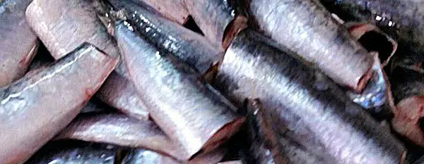 Morgana Fish - Morocco - HGT Pilchards, head and gutted pilchards - sardine pilchardus