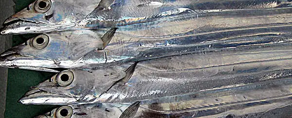 Morgana Fish Morocco Ribbonfish (Lapidopus caudatus) Hook Caught, Whole Round ribbonfish
