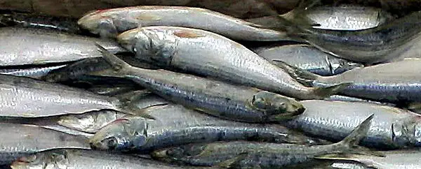 Morgana Fish - Morocco - Whole Round Sardines - Sardine pilchardus