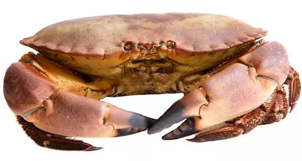 Brown Crab (cancer pagurus)