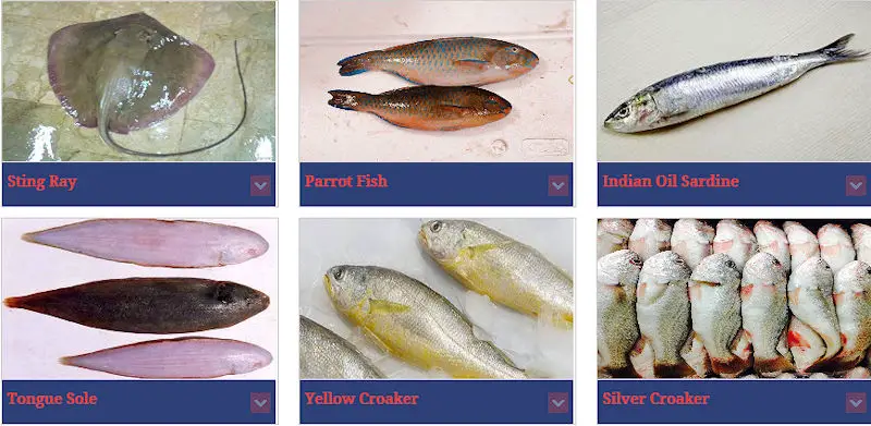 Fresh and frozen seafood products from Pakistan - Tongue Sole, Sole Fish, Parrot Fish, Indian Oil Sardine, Yellow Croaker, Silver Croaker Fish.