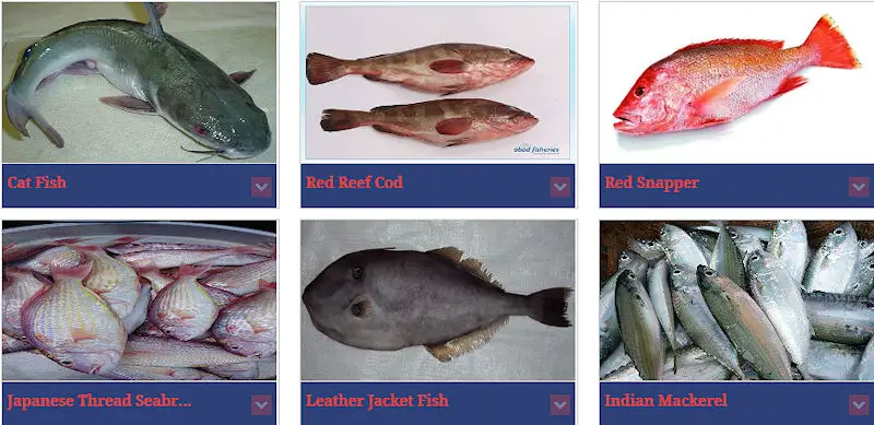 Fresh and frozen seafood products from Pakistan - Cat Fish, Red Reef Cod, Red Snapper, Japanese Threadfin Sea Bream, Leather Jacket Fish, Indian Mackerel