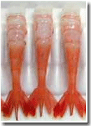 AMA EBI (RED SHRIMP)