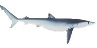Blue Shark
