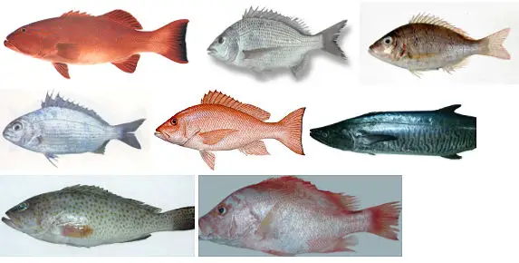 Saudi Fisheries Company - Fresh Fish, Emperor, Groupers, Spanish Mackerel, Breams, Mullet, Snappers, Trevally, Najil, Tilapia, Shrimps.