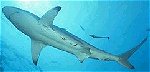 shark.jpg (4069 bytes)