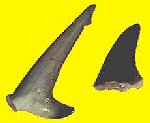 Shark Fin