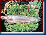 Boal (Wallago Attu) fish