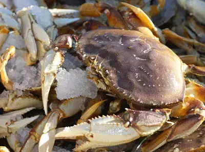 Smokey Bay Seafood - Live Dungeness Crab - Canada