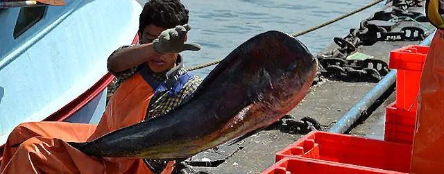 Mahi Mahi from Peru, Peruvian Seafood Processors of Mahi Mahi