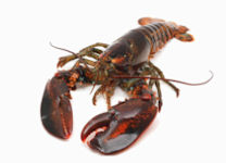 Canadian Lobster, Homarus americanus