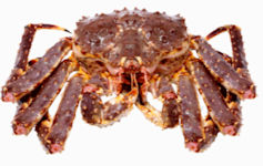 Red King Crab, Paralithodes camtschaticus