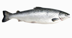 King Salmon, Oncorhynchus tshawytscha