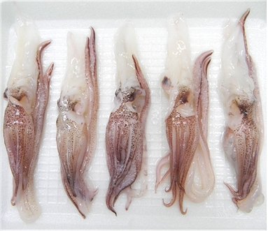 Squid Tentacles