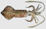 squid