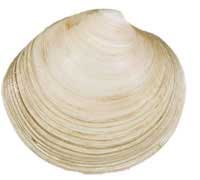 clam, surf clam