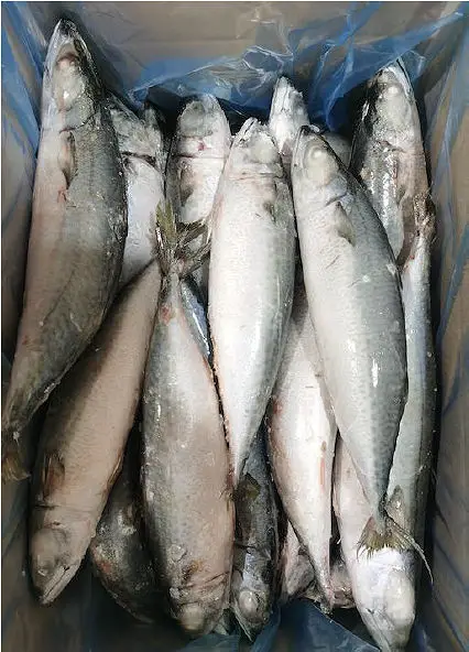 Taland Seafood - Pacific mackerel - Scomber japonicus - Origin产地: China - Size规格:   400-600g  300-400g  300-500g