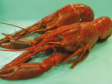 Frozen Whole Cooked Crayfish - Cheraz quadricarinatus
